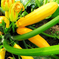 Zucchini Imported Round Yellow Vegetable Seeds