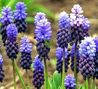 Muscari Latifolium Blue Bulbs