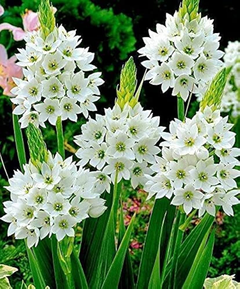 Chincherinchee Ornithogalum White Bulb