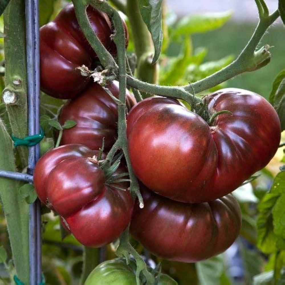 Tomato- Black Krim