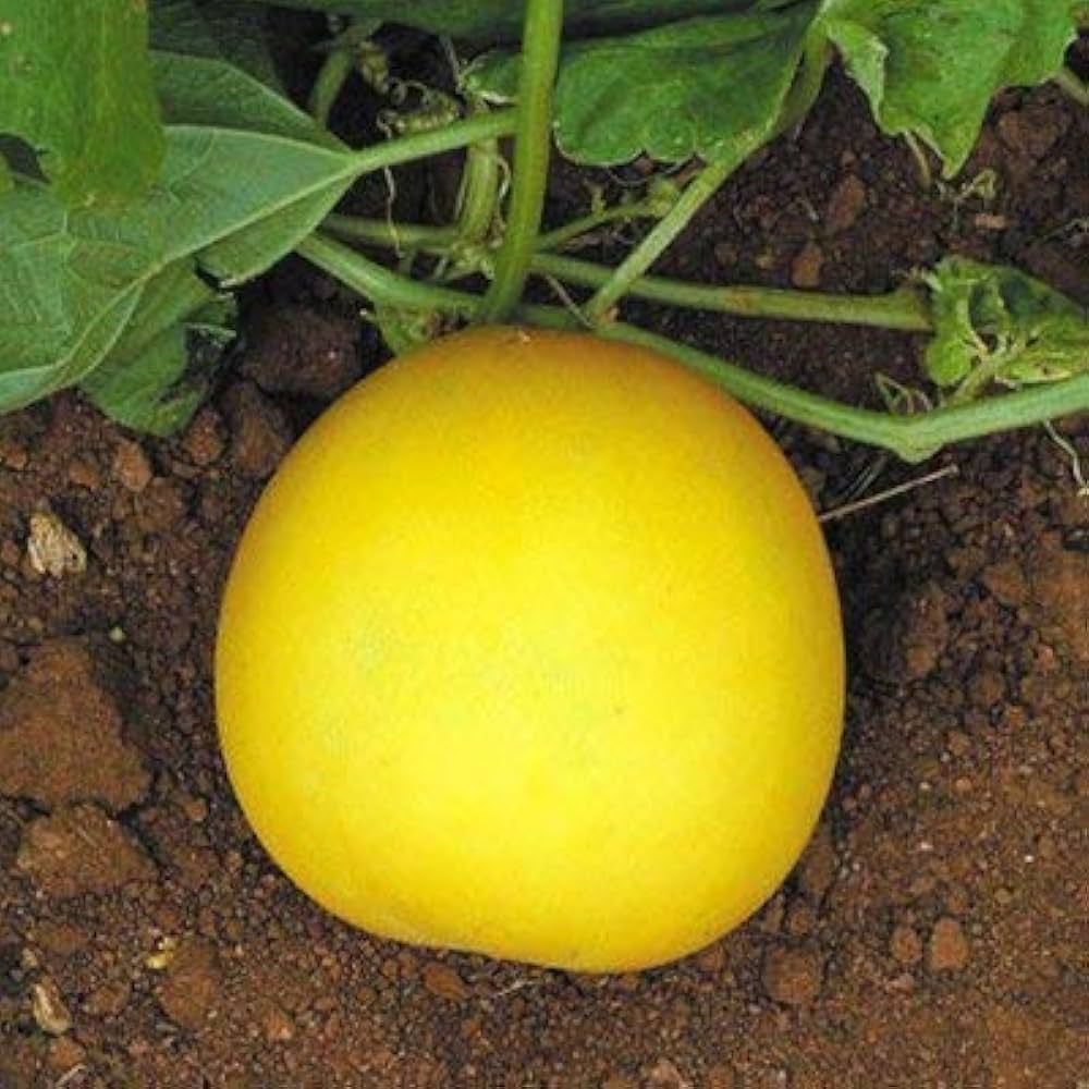 Cucumber Yellow Round Vegetable Seeds