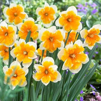 Daffodil Orangery White Yellow Bulb