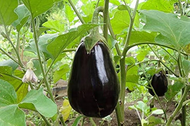 Black Beauty Organic Eggplant Seeds