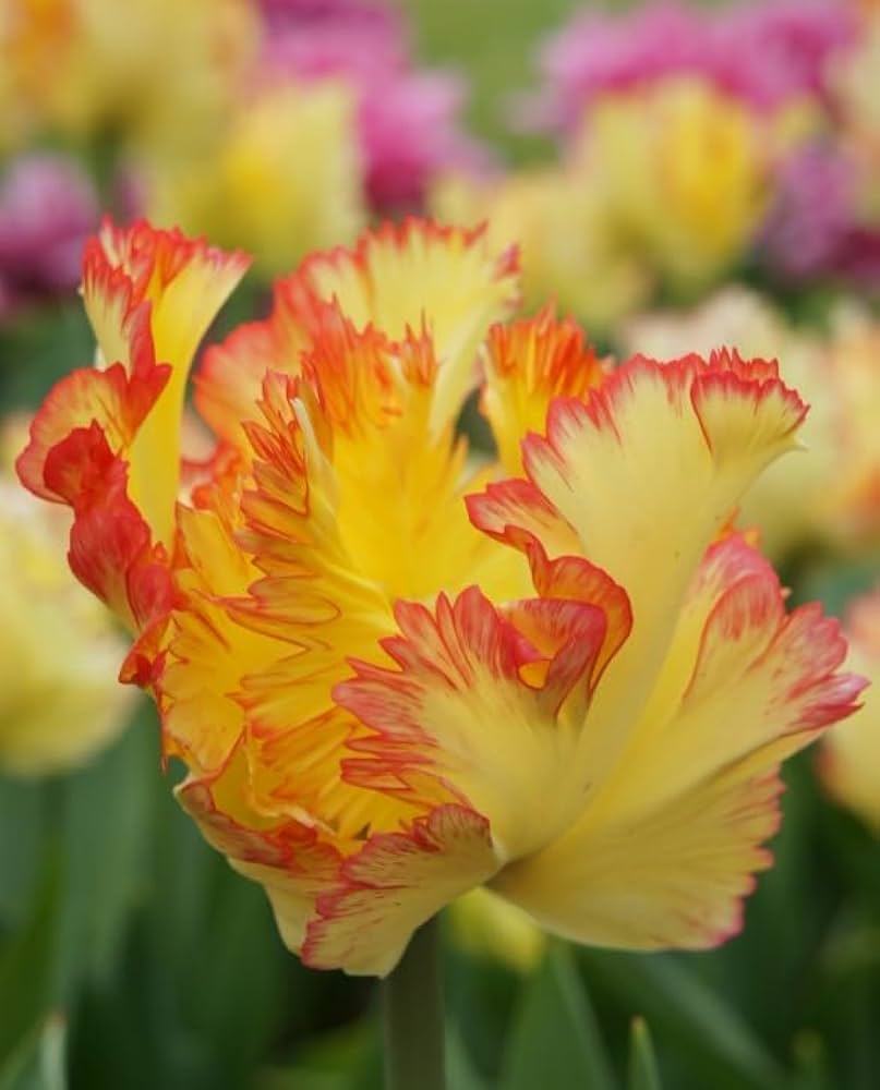 Tulip Amazone Yellow Pink Bulbs