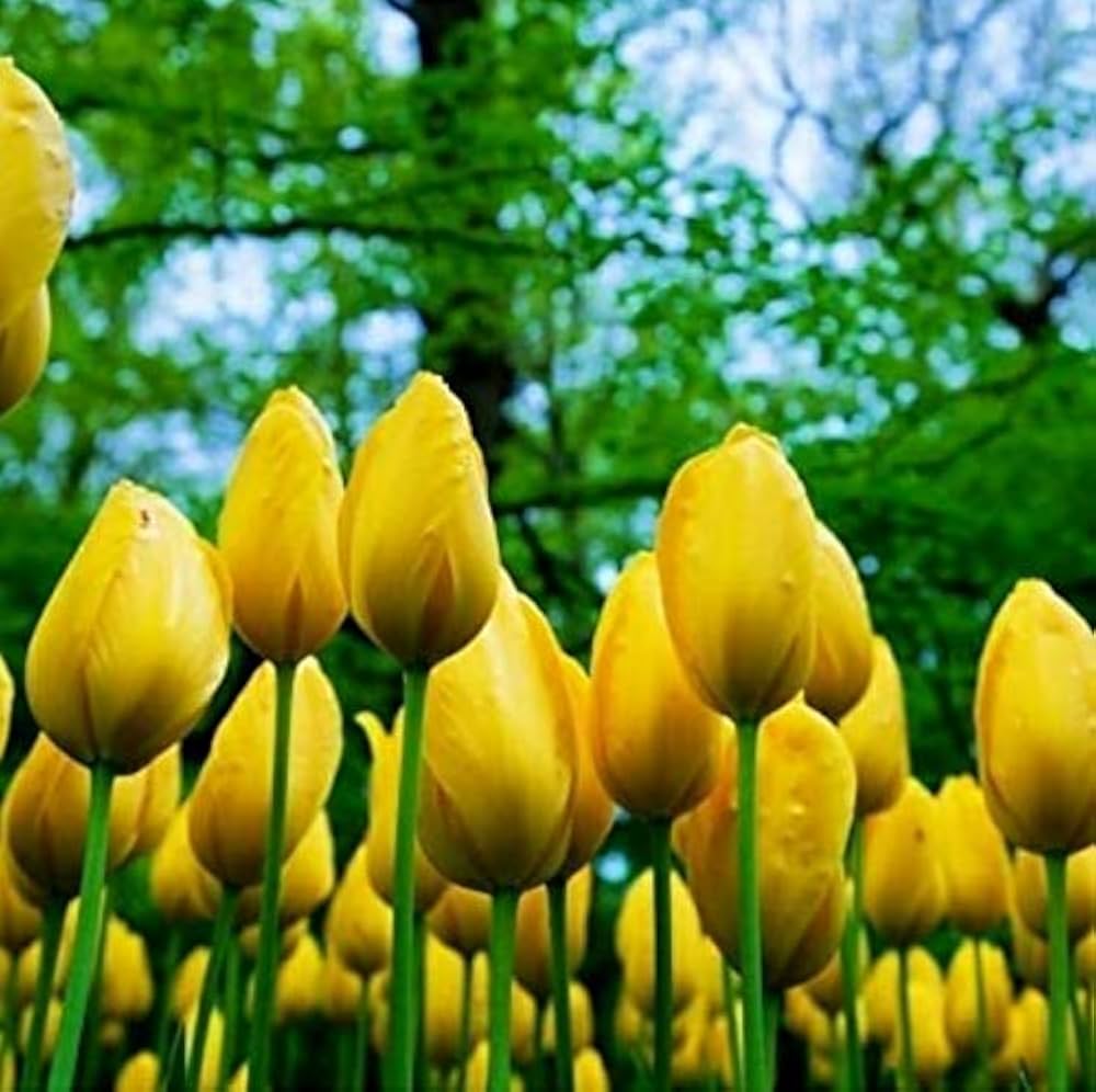 Tulip Yellow Bulbs