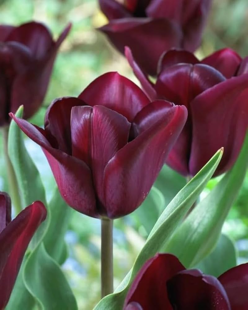 Tulip- Continental