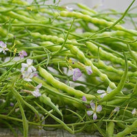 Rat-Tailed Radish