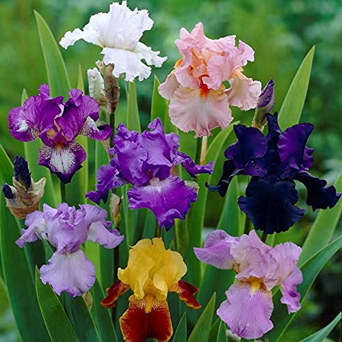 Two-Tone Bearded Iris Mixture