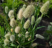 Hare’s Tail Grass – Ornamental Grass Seed