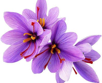 Crocus Sativus Kesar Saffron Bulb