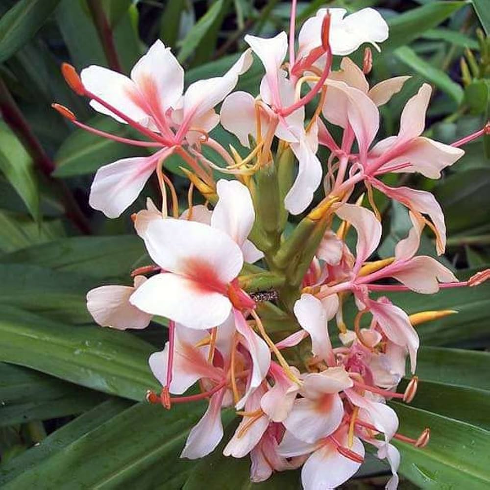 Hedychium  Bulbs