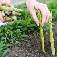 Asparagus Vegetable Seeds