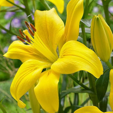 Asiatic Lily Yellow Bulbs