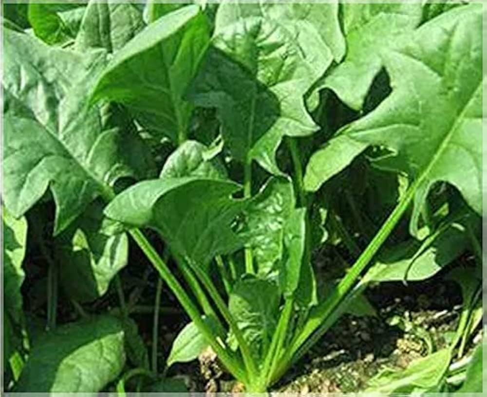 Spinach Pahari Vegetable Seeds