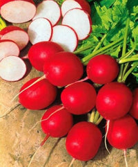 Vegetable Seeds Red Round Cherry Radish Seeds