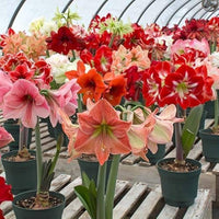 Amaryllis Lily Double Orange Bulb