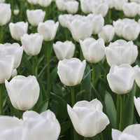 Tulip Agrass White Bulbs