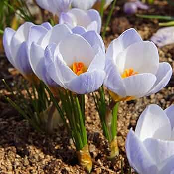 Crocus Van Guard Blue Bulbs