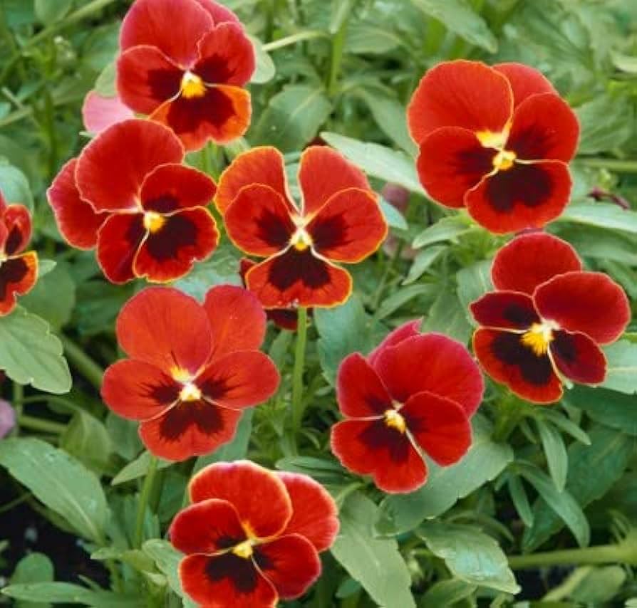 Pansy Scarlet Red Blotch Seeds