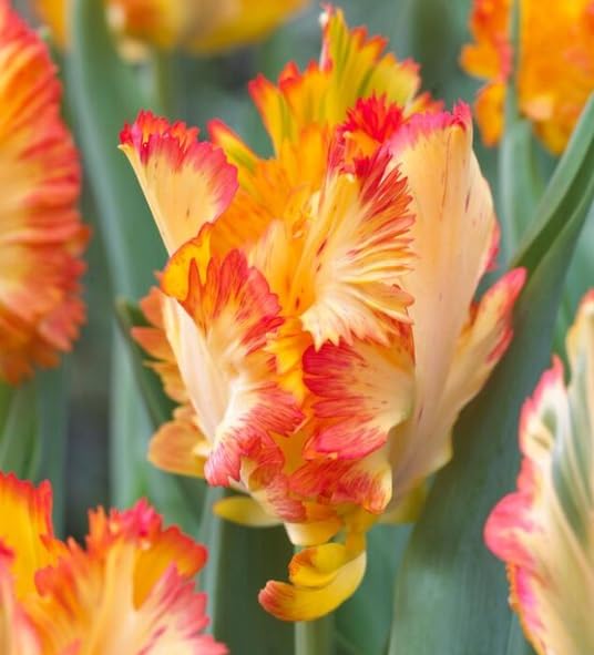 Tulip Amazone Yellow Pink Bulbs