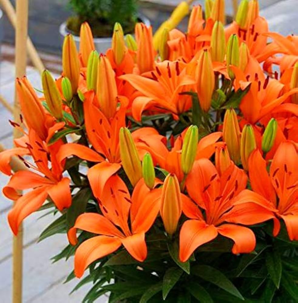 Asiatic Lily Amiga Orange Bulb