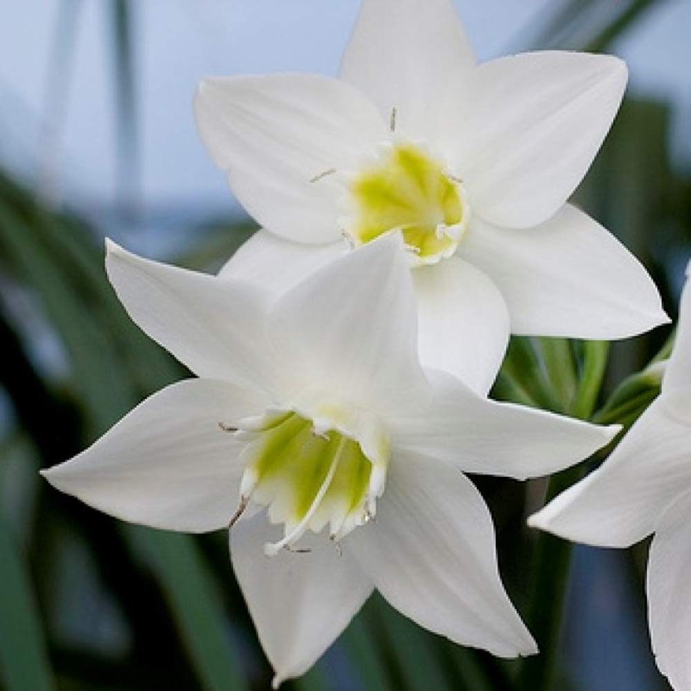 Amazon Lily Eucharis Lily Bulb