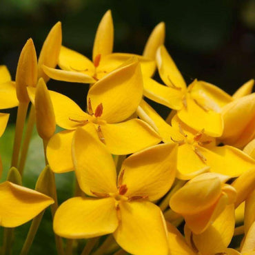 Margarita Carolina yellow Jessamine