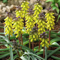 Muscari Grape Yellow Bulbs