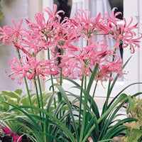 Nerine Lily Bulbs