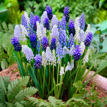 Muscari Grape Bulbs