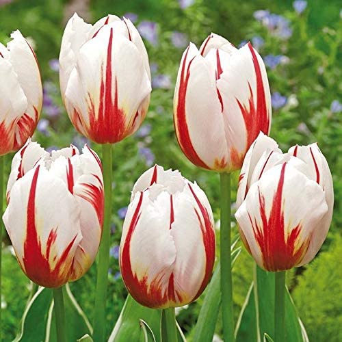 Tulip Leen Van Demark Red White Bulb