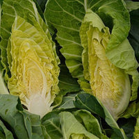 Cabbage, Chinese- Pak Choi- Green