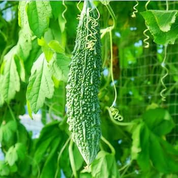 Bitter Gourd Summer Special Vegetable Seeds