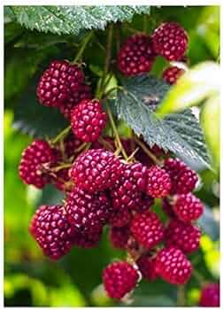 Boysenberry (Cane)