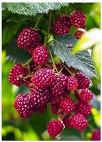 Boysenberry (Cane)