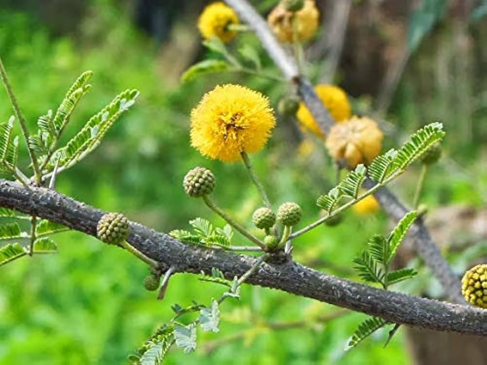 Hardy Acacia Nilotica Babul Seeds