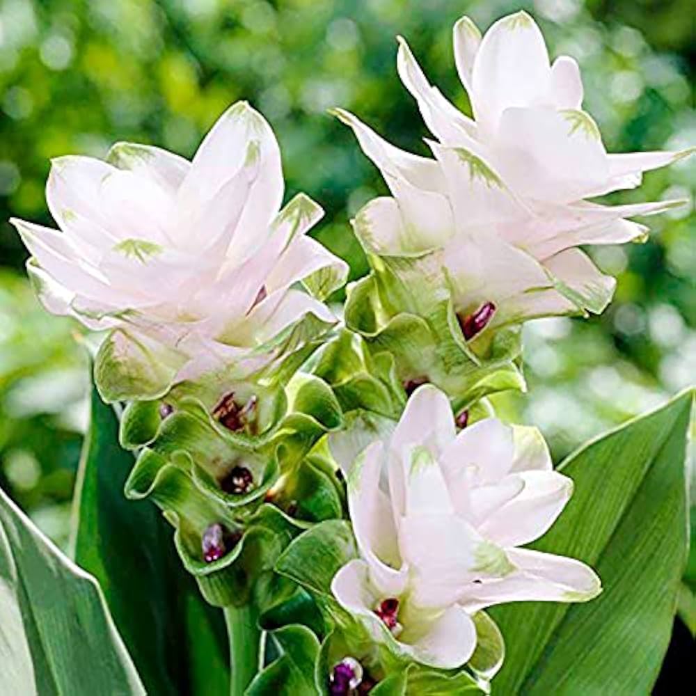 Curcuma White Bulbs