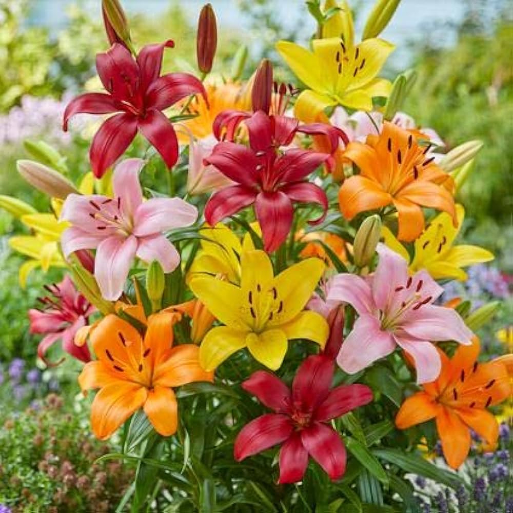 Asiatic Lilies Mix Color Bulbs