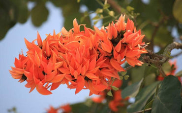 Butea Monosperma, Palash - Seeds