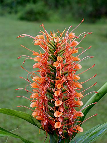 Hedychium Mix Colors Bulbs