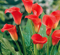 Arum Lily Red Bulbs