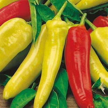 Chilli- Hungarian Yellow Wax