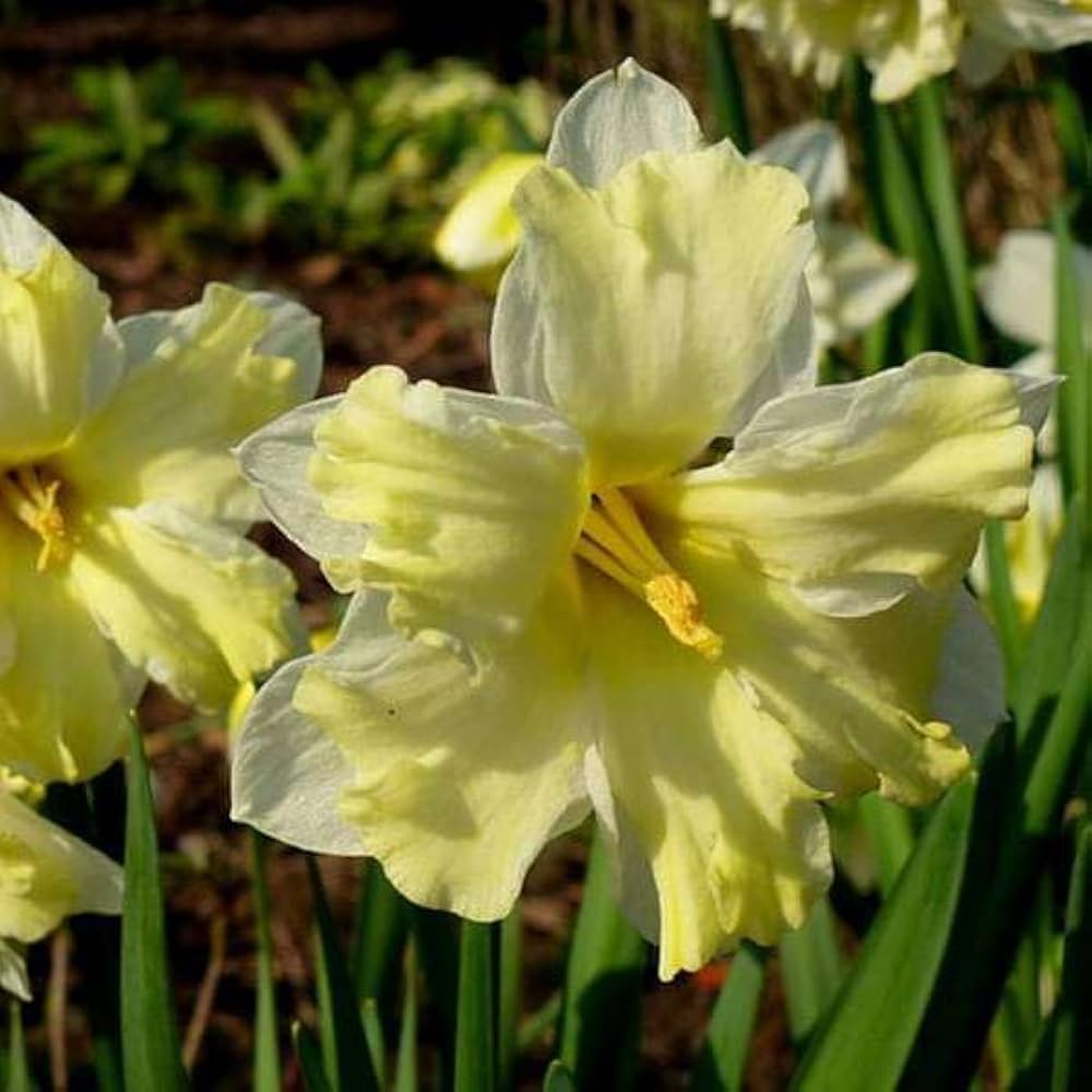 Daffodil Cassata Bulbs