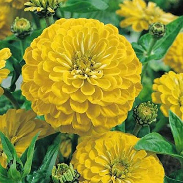 Zinnia- Lilliput Yellow