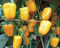 Bellpepper Mini Yellow Imported Vegetable Seeds