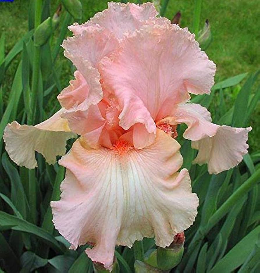 Beverly Sills Bearded Reblooming Iris Seeds