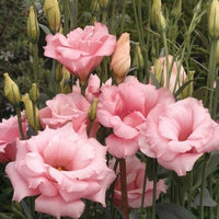 Mariachi Pink – Lisianthus Seed