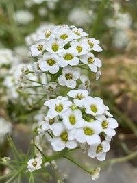 Alyssum Snow Carpet Seeds