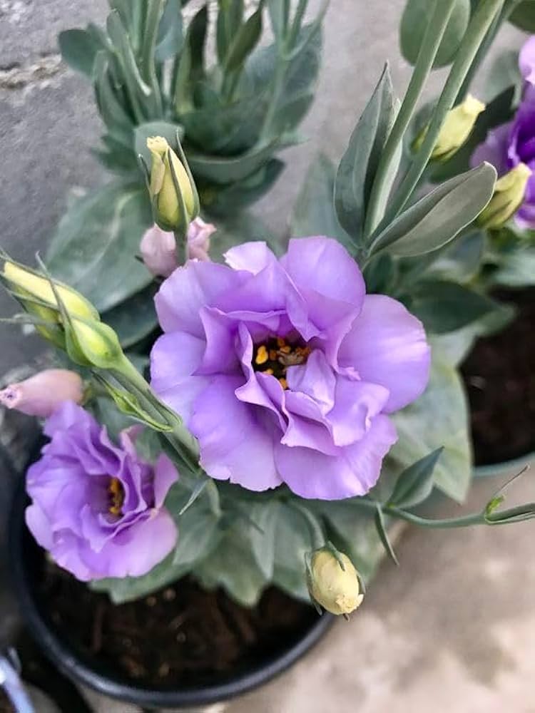 Mariachi Blue – Lisianthus Seed