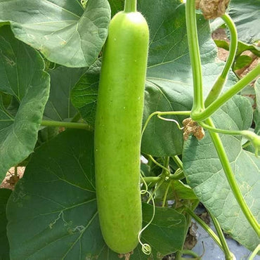 Bottle Gourd Extra Long Organic Vegetable Seeds